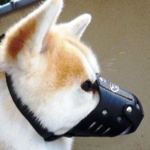 Кожаный намордник для акита-ину «Trained dog»